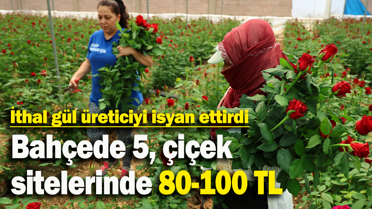 İthal gül üreticiyi isyan ettirdi: Bahçede 5, çiçek  sitelerinde 80-100 TL