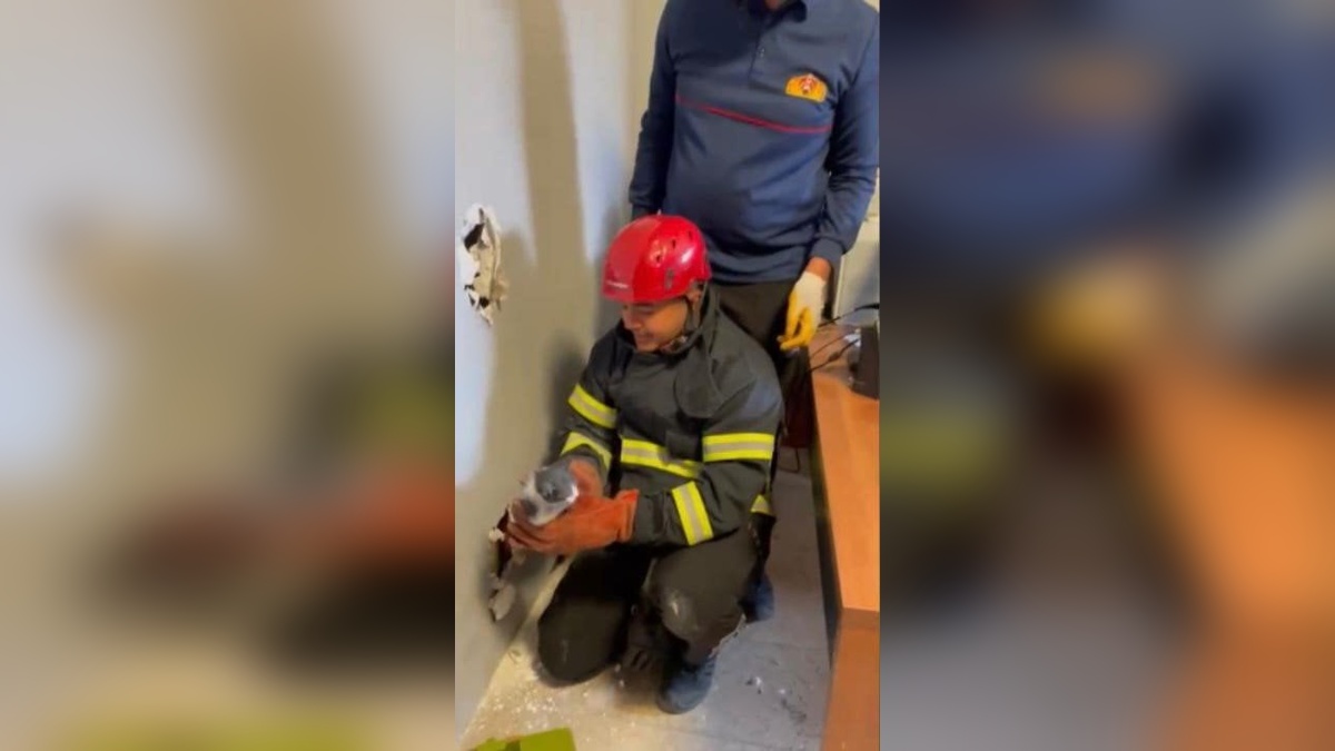 Osmaniye'de itfaiye, müze ve binada mahsur kalan 3 yavru kediyi kurtardı