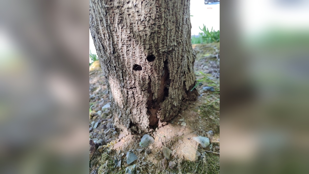 İBB, Kavacık Köprülü Kavşağı'ndaki zararlı böcek istilasıyla mücadele ediyor