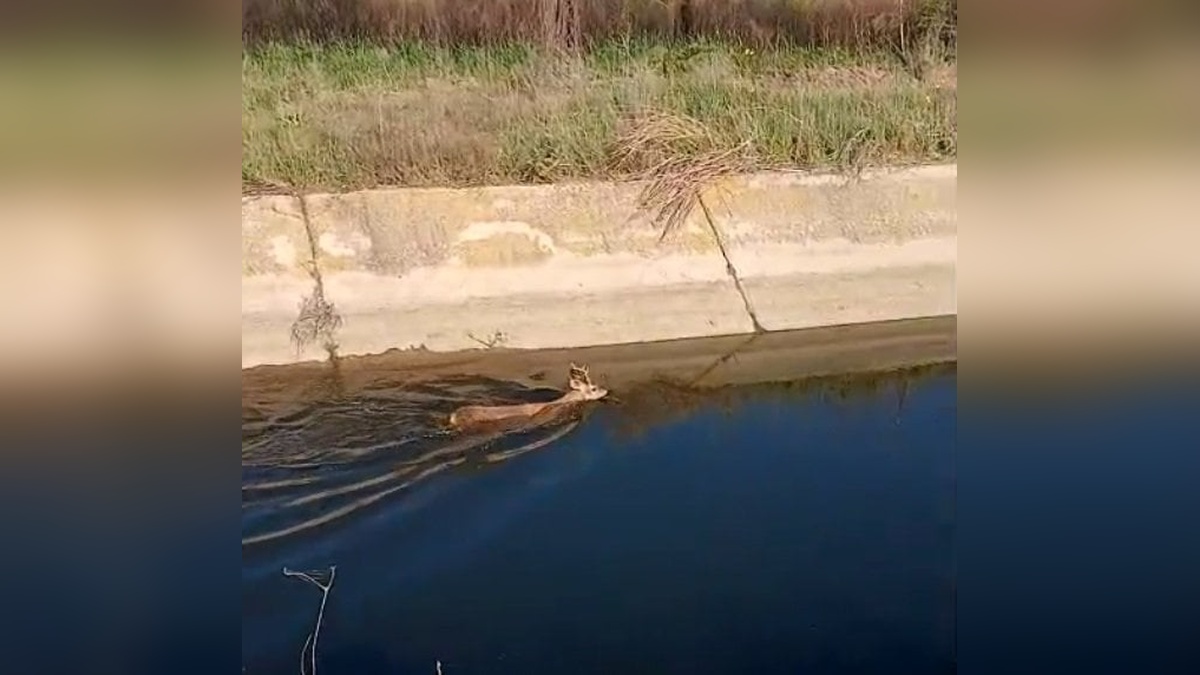 İpsala'da sulama kanalına düşen karaca kurtarıldı