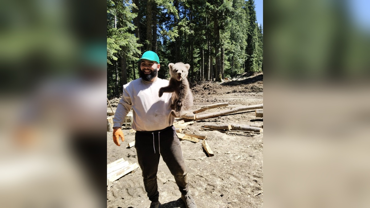 Karabük'te yavru bozayı iş makinesine girdi