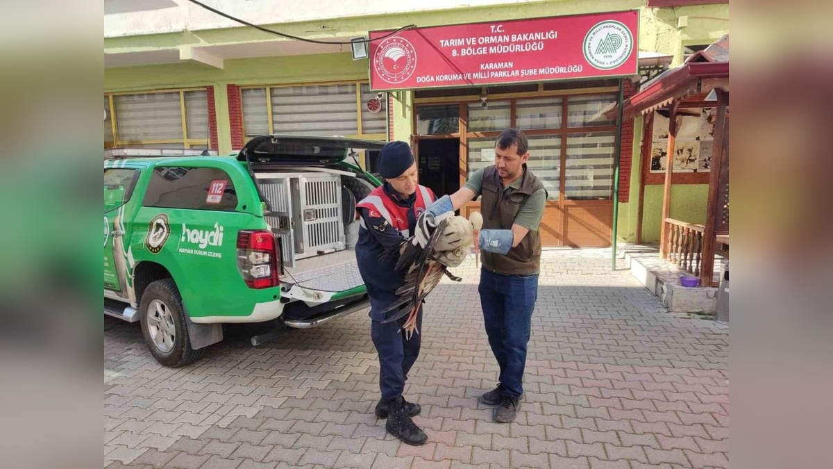 Karaman'da yaralı leylek koruma altına alındı