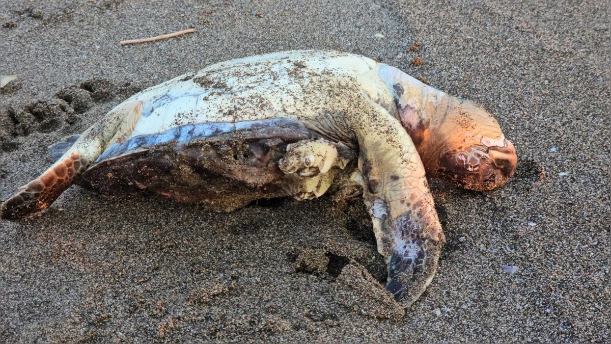 Samandağ sahilinde nesli tehlike altında olan 2 yeşil deniz kaplumbağası ölü bulundu