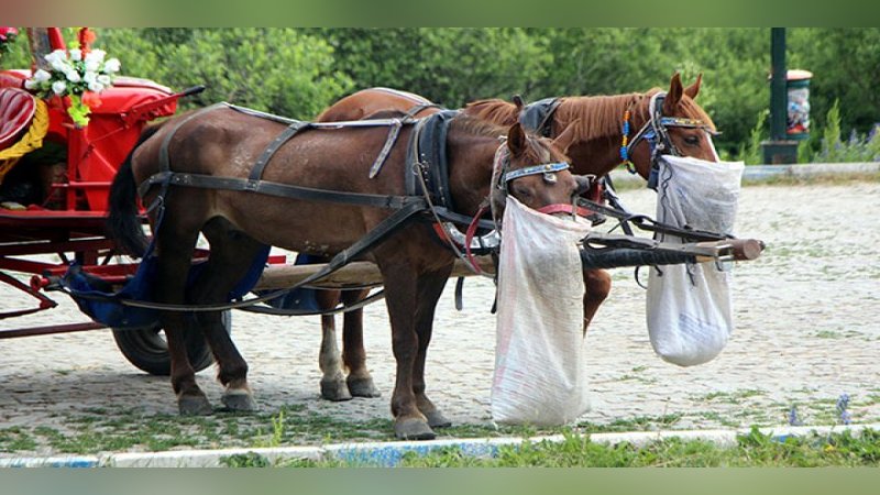 Bolu'da 8 atın 'ruam' karantinası sürüyor
