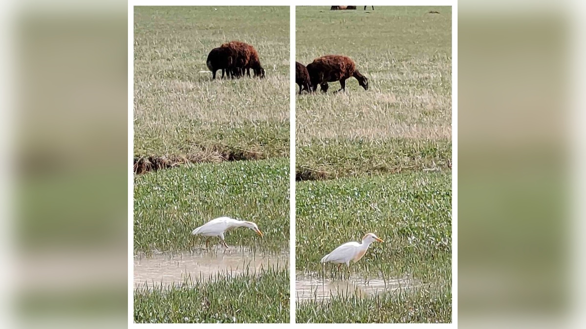 Diyadin'de nadir görülen Sığır Balıkçılı kuşu görüntülendi
