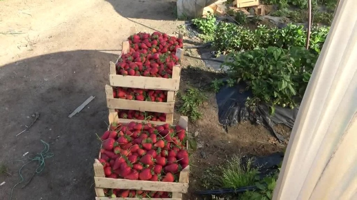 Aydın'da çilek üreticileri maliyetlerden yakınıyor