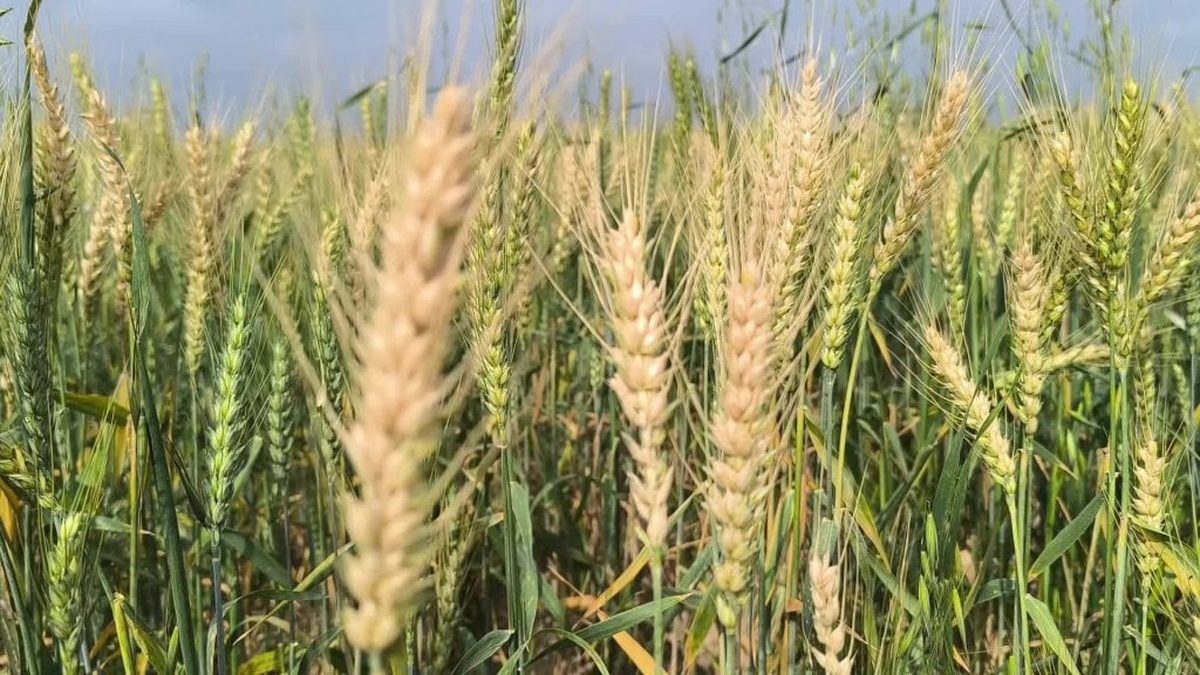 Osmaniye'de kuraklık çiftçileri vurdu, buğday tarlaları sökülüyor