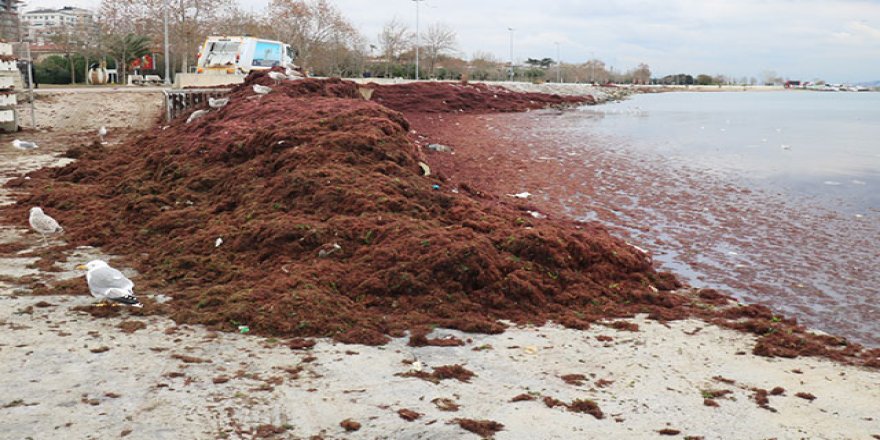 Caddebostan sahilini kırmızı yosunlar sardı