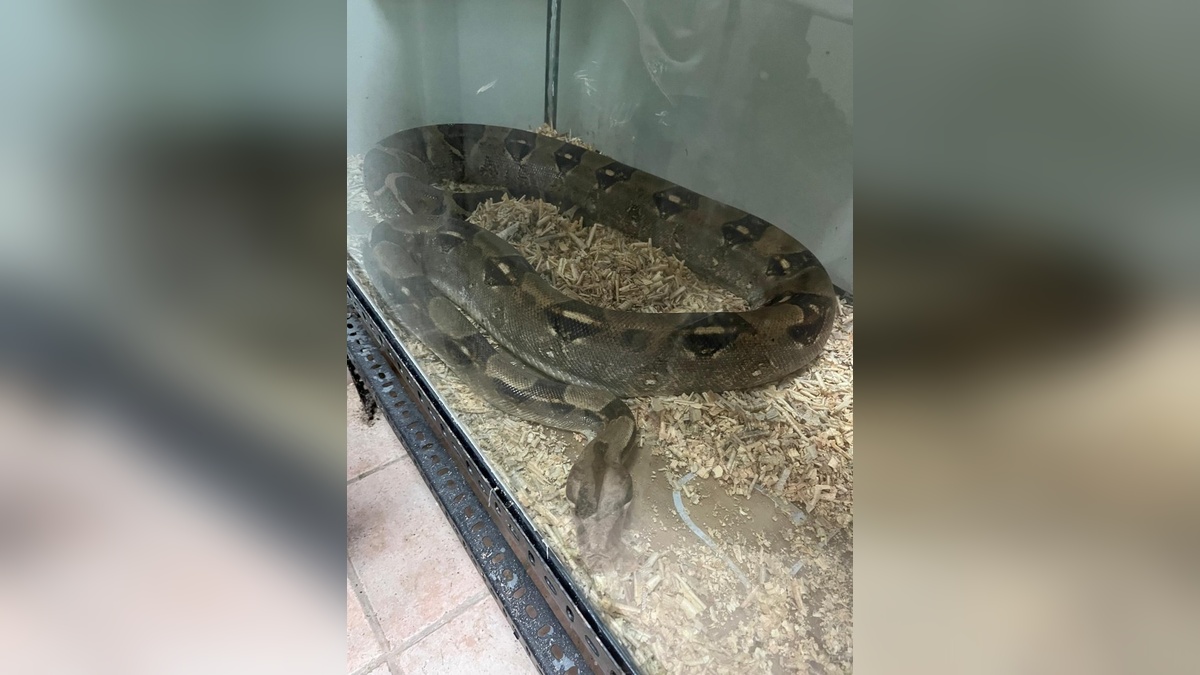 Bursa'da yasa dışı egzotik hayvanlara 472 bin TL ceza