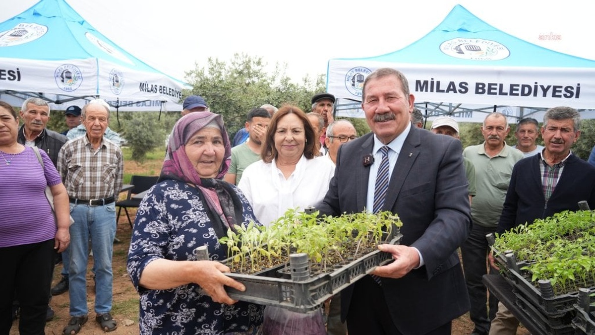 Milas Belediyesi'nden ücretsiz ata tohumu fide dağıtımı