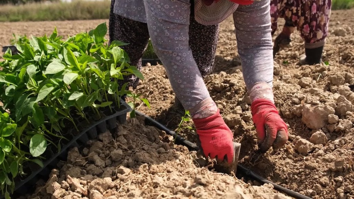 Ayvalık Üretim ve Pazarlama Kooperatifi, 14 dönümlük tarlaya fide dikti