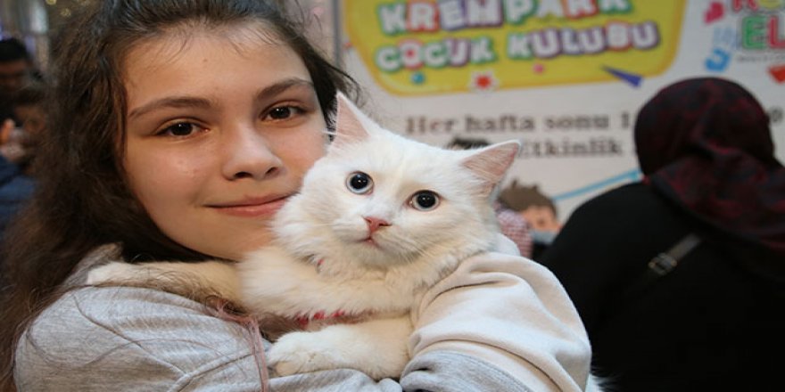 Düzce’de kediler yarıştı