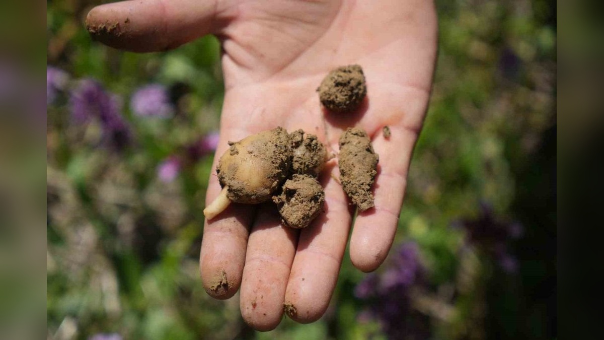 Kavak'ta salep hasadı başladı