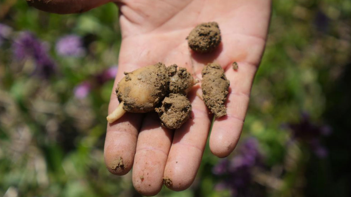 'Topraktan çıkan altın'ın kilosu 3 bin TL'yi buldu!