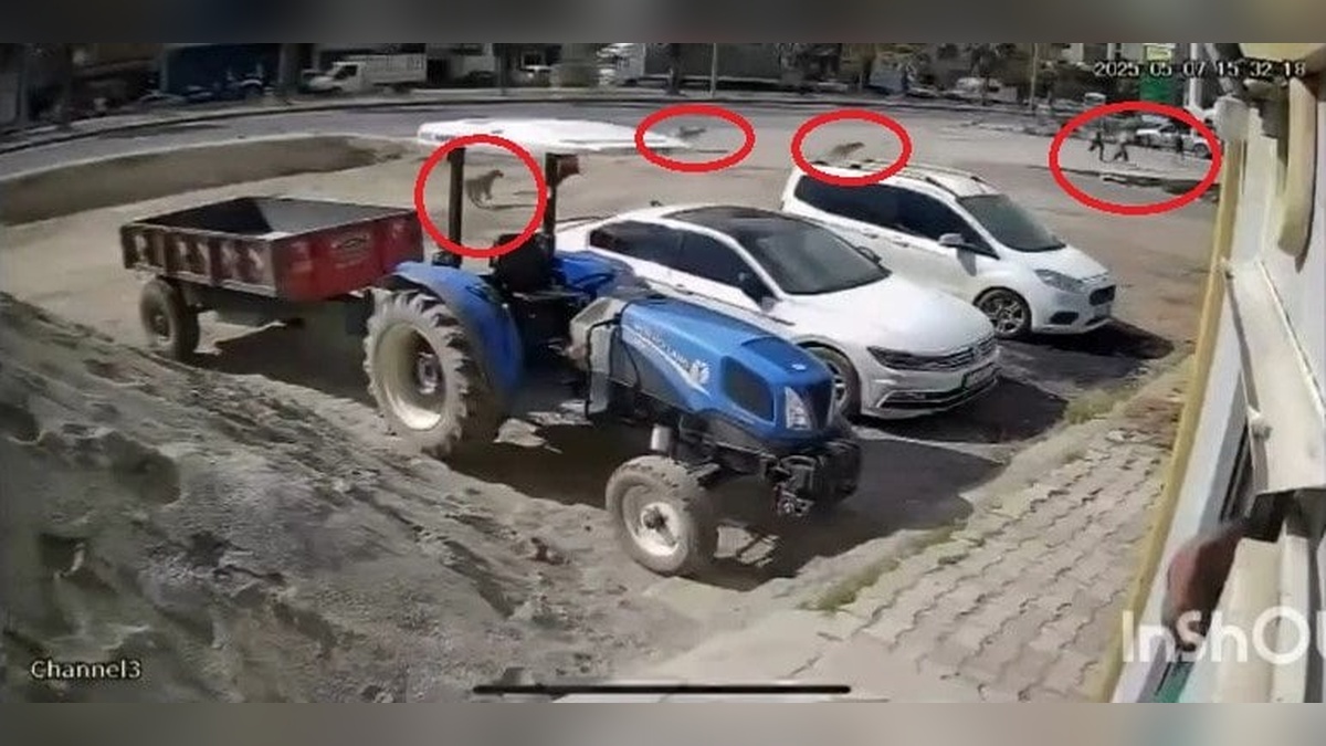 Kızıltepe'de sokak köpekleri öğrencileri kovaladı