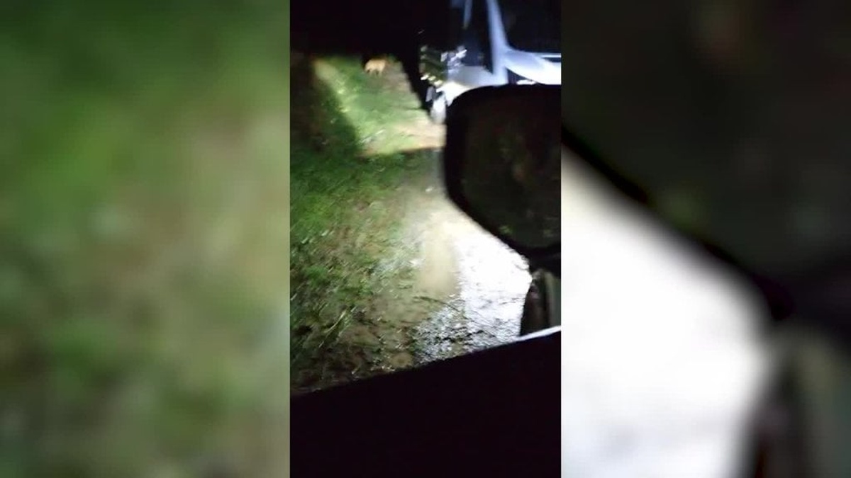 Yağlıdere Belediyesi: 40 Köpek Ormana Bırakıldı, Sorumluların İşine Son Verilecek