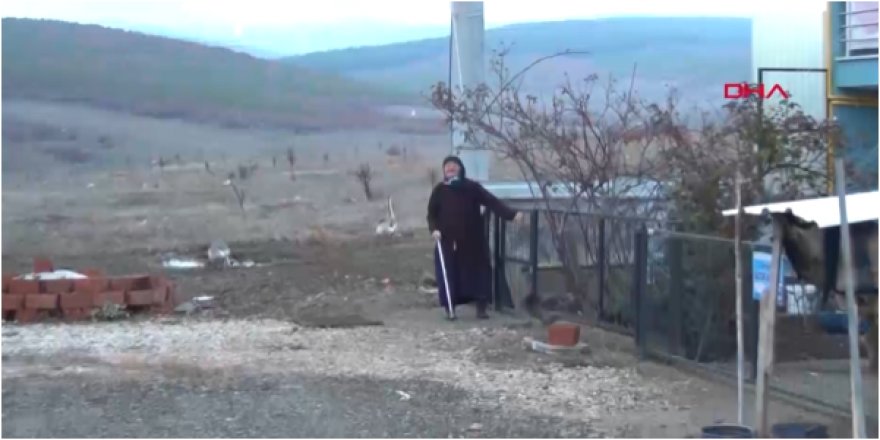 Aç kalan domuz sürüsü şehre indi