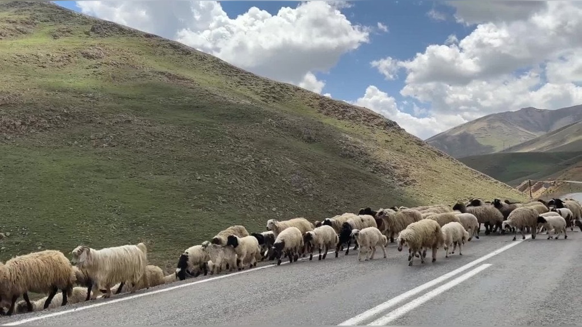 Çatak'ta Besici Sarıbulak: 'Hayvancılık Yapmak Her Geçen Gün Daha Zorlaşıyor'