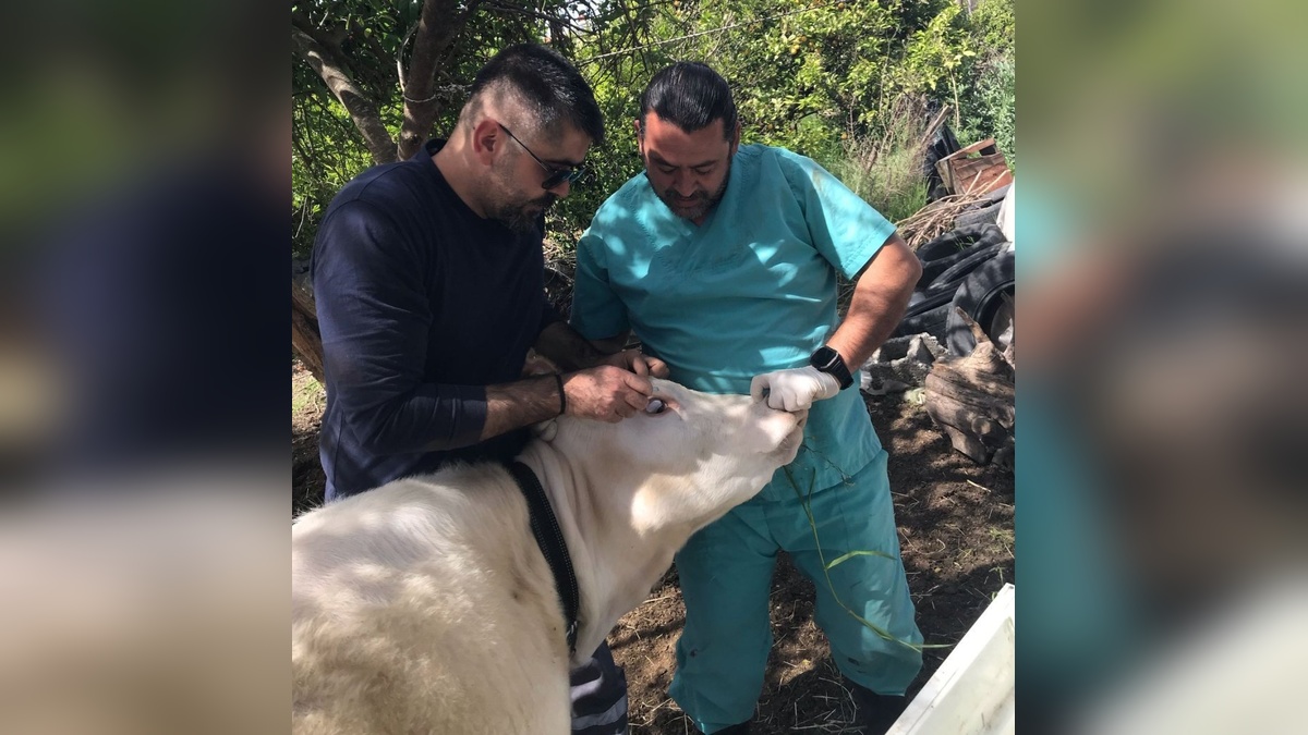 Muğla Ortaca'da brucella aşısı çalışmaları başladı