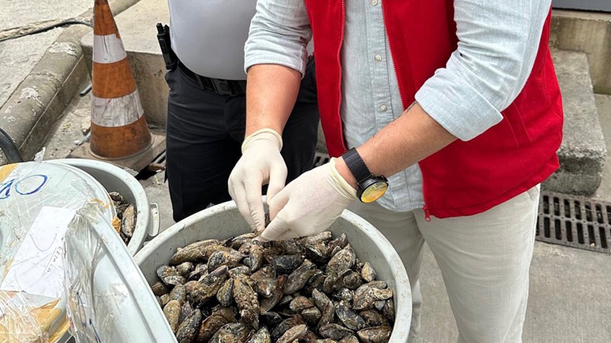 Otobüsün bagajında çöp kovasında taşınan 100 kilo midyeye el konuldu