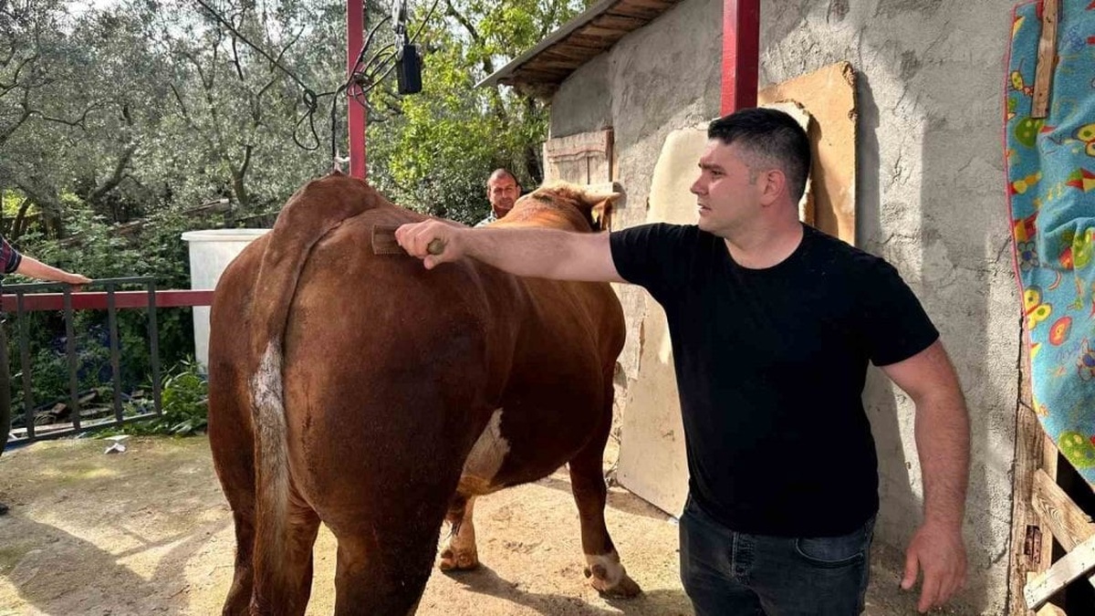 Bursa'da dev kurbanlık 'Paşa': 380 bin liraya alıcı bekliyor