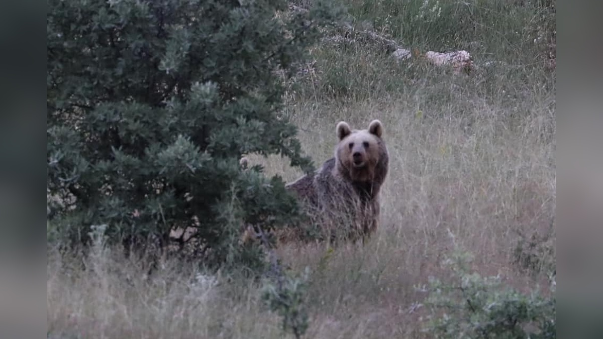 Bayburt'ta aç ayı cami yemekhanesini talan etti: Pencereyi ve kapıyı kırdı, eşyaları dağıttı