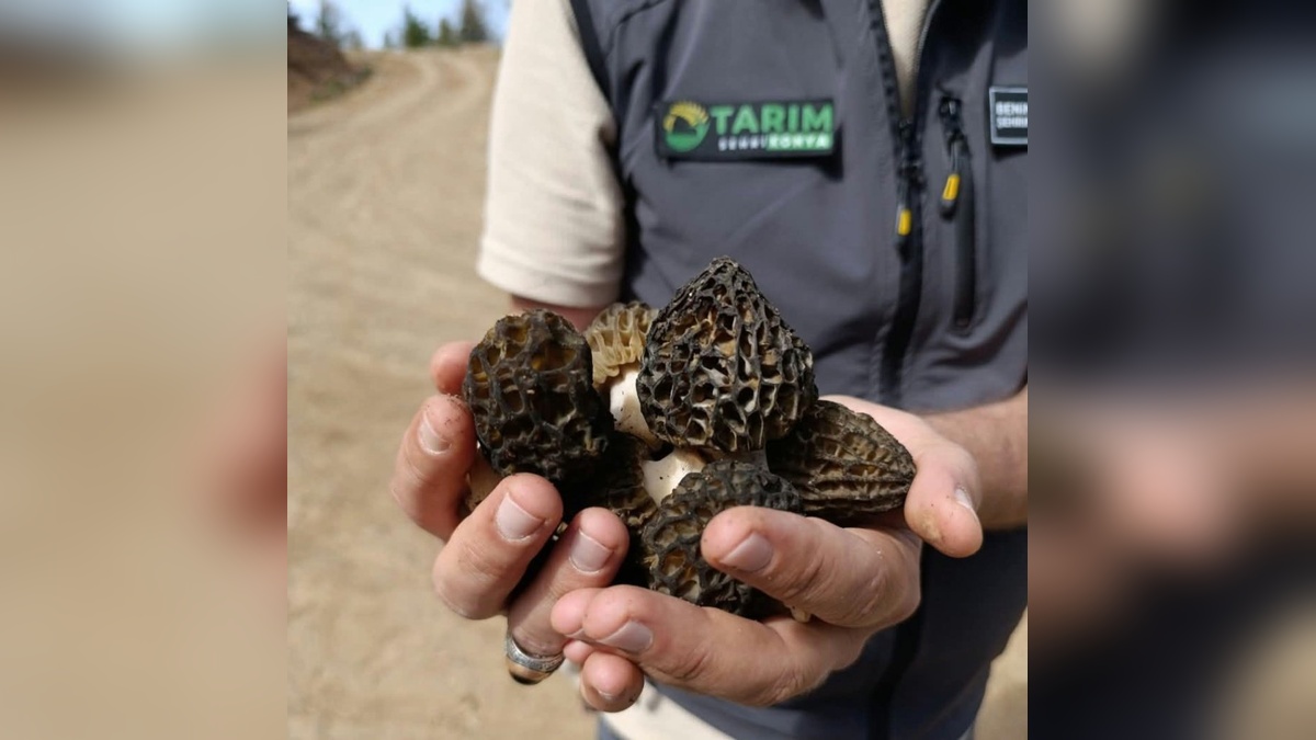 Konya'da kuzu göbeği mantarı araştırması