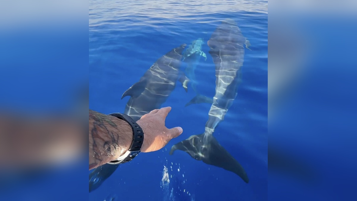 Hatay'da balıkçıya yunus sürprizi: Teknesine eşlik ettiler