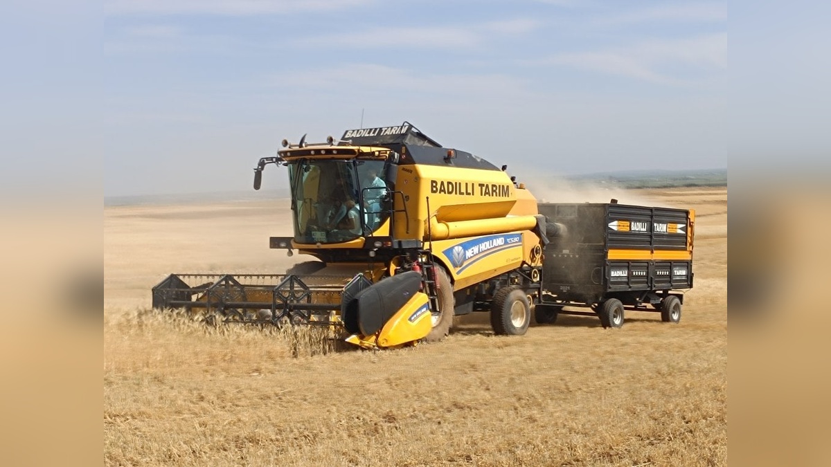 Mardin'de arpa hasadı başladı: İlk hasada gram altın