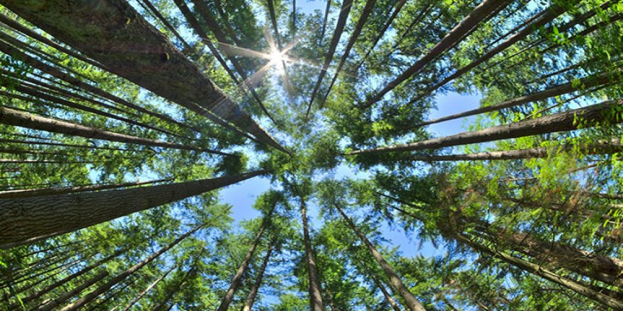 Türkiye’nin yüzde 29’u ormanlarla kaplı