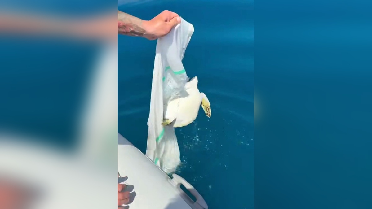 Alanya açıklarında: Yavru deniz kaplumbağası balıkçılar tarafından kurtarıldı