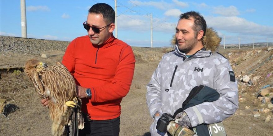 Kütahya'da yaralı şah kartal tedavi altına alındı