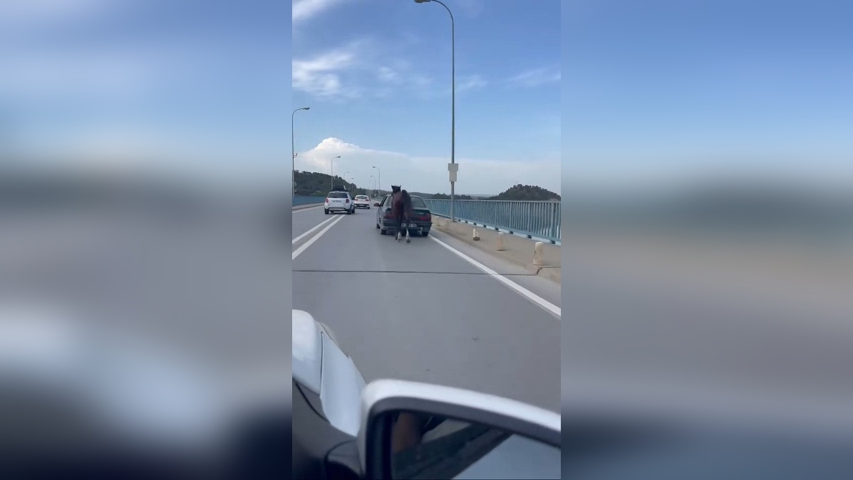 Adana'da otomobile at bağlayan iki kişi tutuklandı