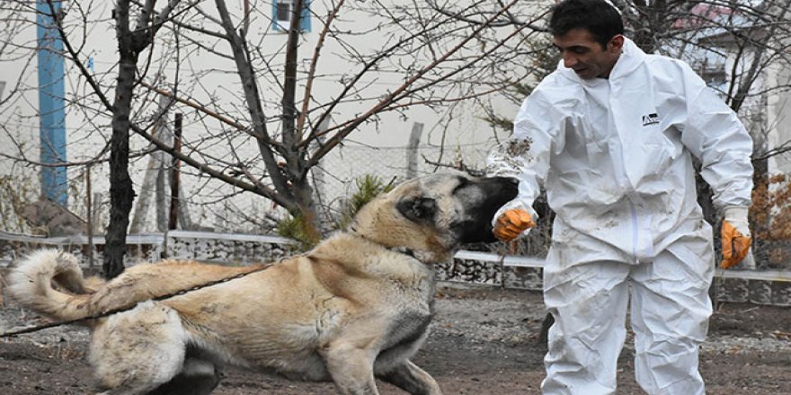Sahibi, 'Herkül' isimli Kangal köpeğine paha biçemiyor