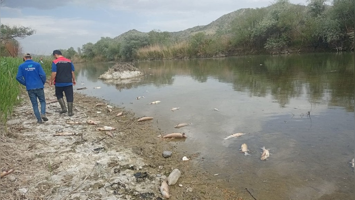 Çorum'da Kızılırmak'ta balık ölümleri: Elektrik şoklaması şüphesi