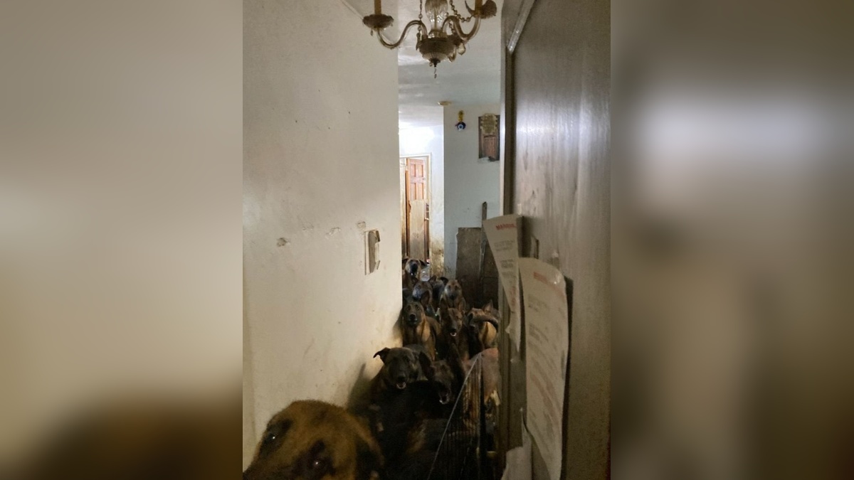 New York'ta şok eden keşif: Tahliye edilen evde 48 köpek bulundu