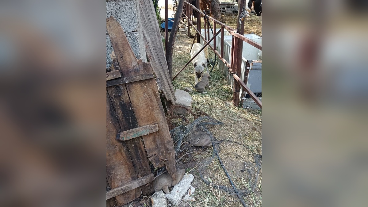 Hatay'da anne köpek, itfaiyenin kurtardığı yavrularına kavuştu