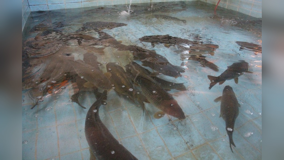 Bolu'da 5 milyon sazan yavrusu akarsulara bırakıldı