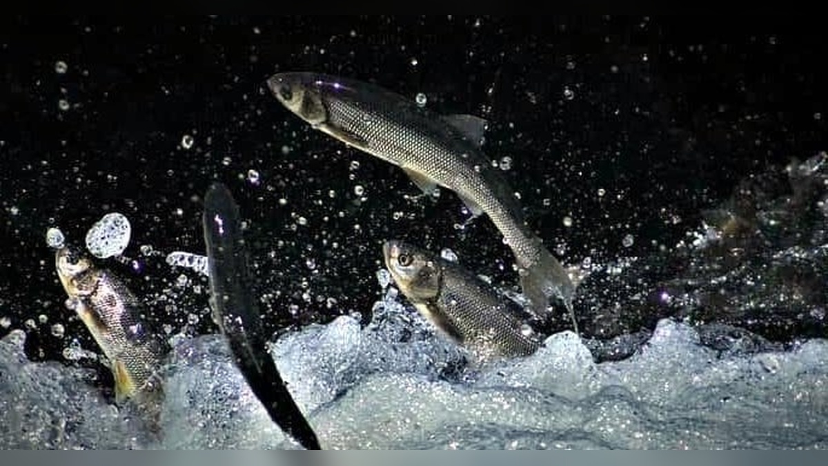 Van Gölü'nün İnci Kefalleri Deliçay'da Göç Yolculuğunda: Batmanlı Aile İzlemeye Geldi