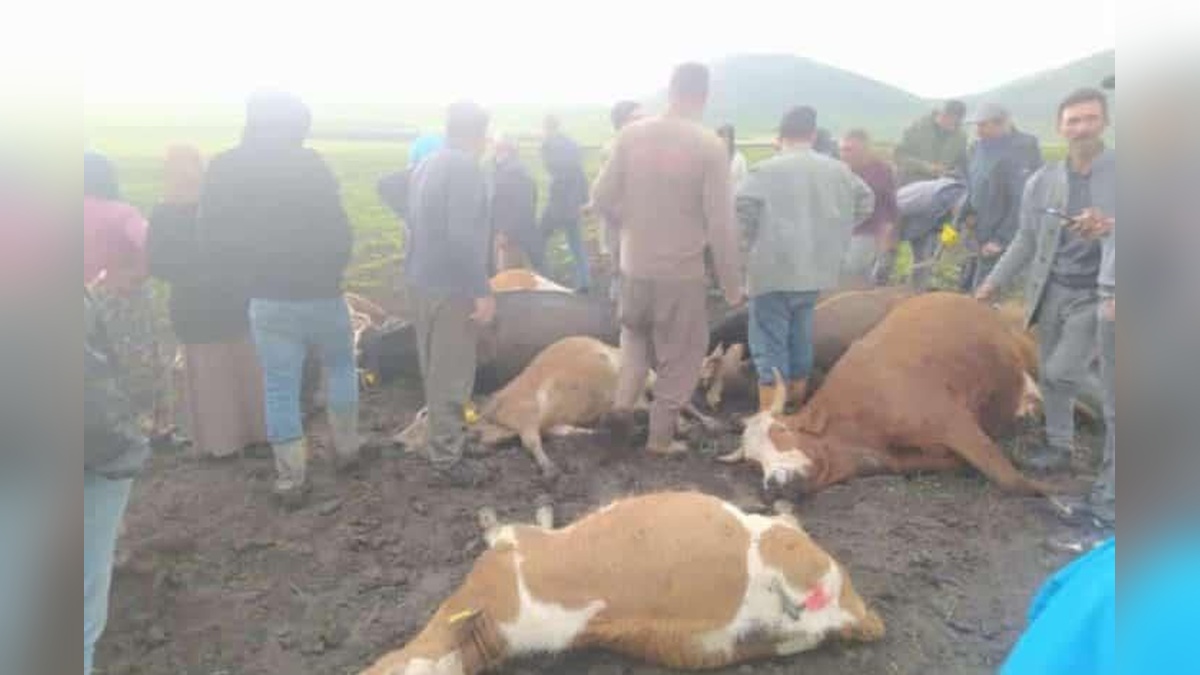 Kars'ta yıldırım düşmesi: 10 büyükbaş hayvan telef oldu