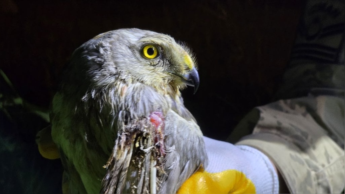 Hatay'da yaralı bozkır delicesi bulundu