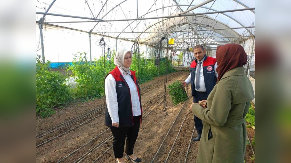 Düzce'de kadın çiftçilere yüzde 75 destekli fide: Üretimi artırmaya devam edeceğiz