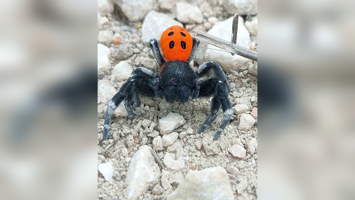 Çanakkale'de nadir görülen uğur böceği örümceği görüntülendi