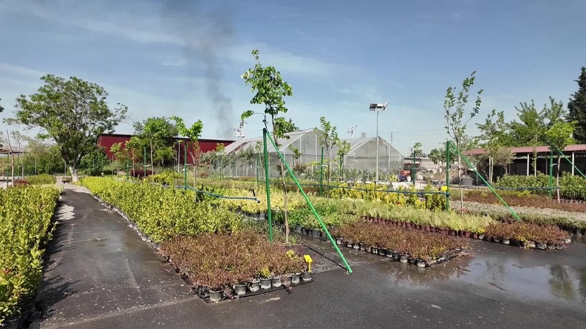 Bornova Belediyesi'nden yeşil dönüşüm: Çiçekler her yerde açacak