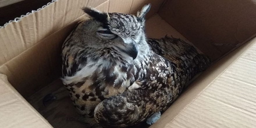 Arazide yaralı bulunan puhu kuşu, tedaviye alındı