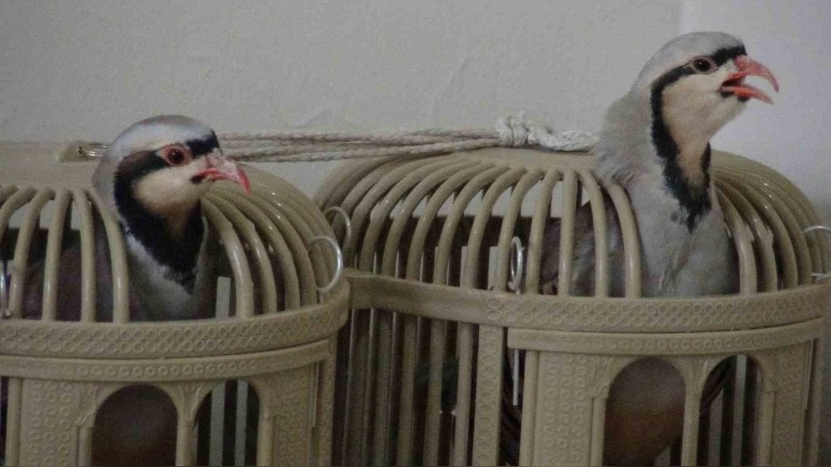 Batman'da Mehmet Ali Önel: 25 yıldır keklik kafesi yaparak geçimini sağlıyor