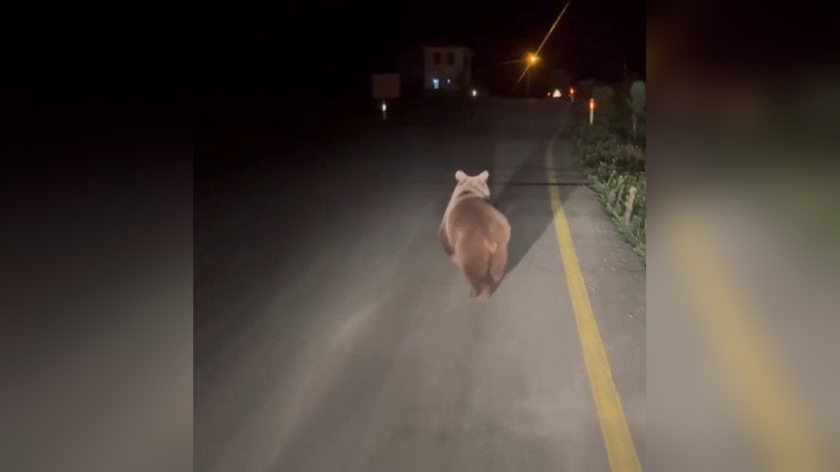 Karabük'te bozayı köy yolunda koşarken görüntülendi