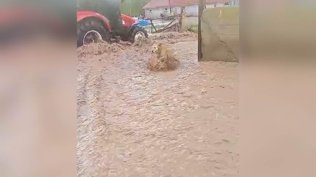 Sivas'ta sağanak sele yol açtı: Köpek son anda kurtarıldı