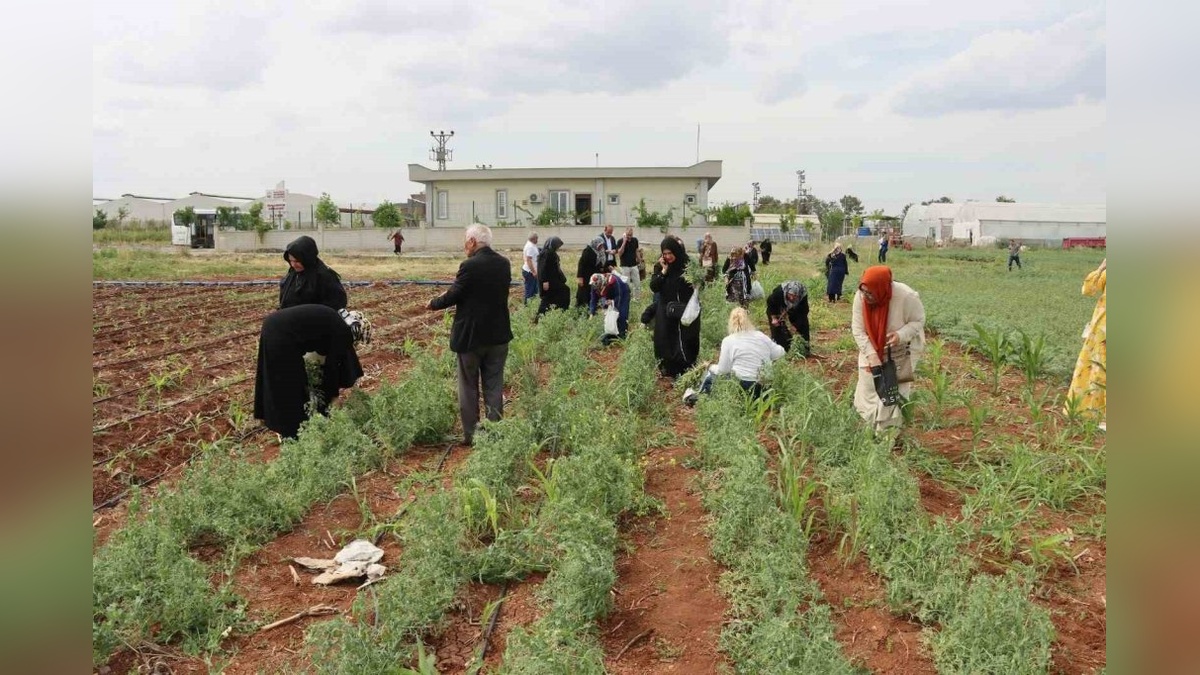 Şanlıurfa Büyükşehir Belediyesi'nden emekli kadınlara süs bitkisi yetiştiriciliği eğitimi