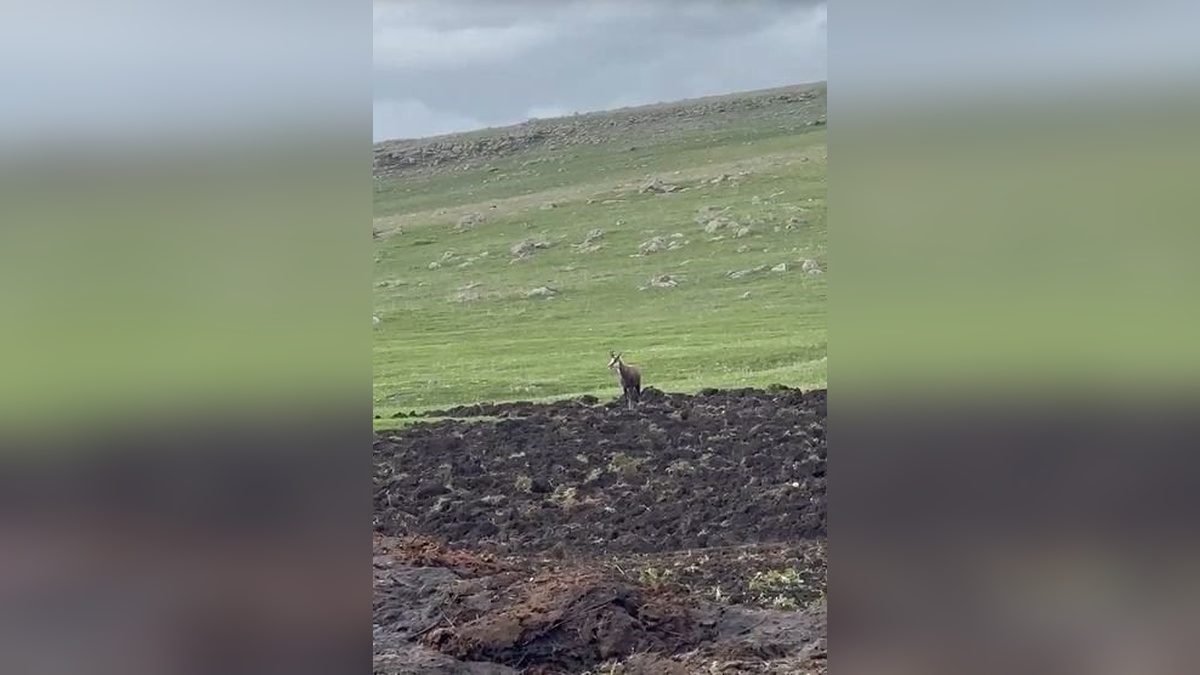 Ardahan'da nesli tükenmekte olan dağ keçisi görüntülendi